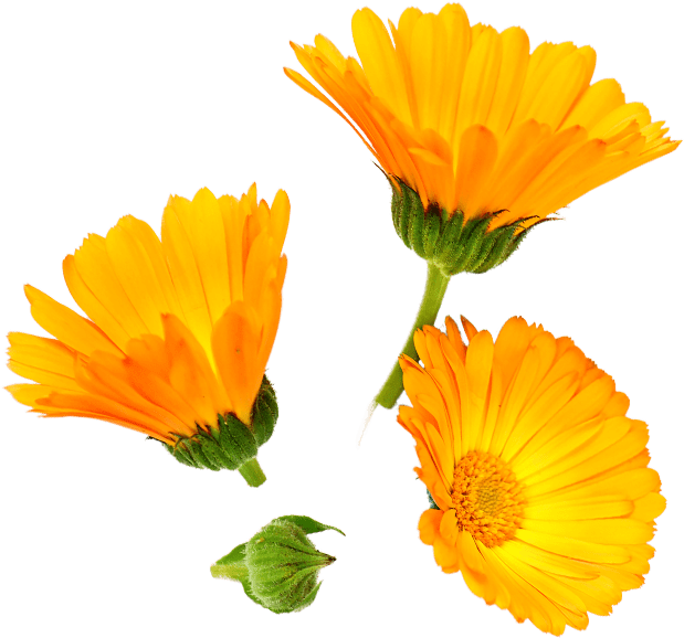 Calendula