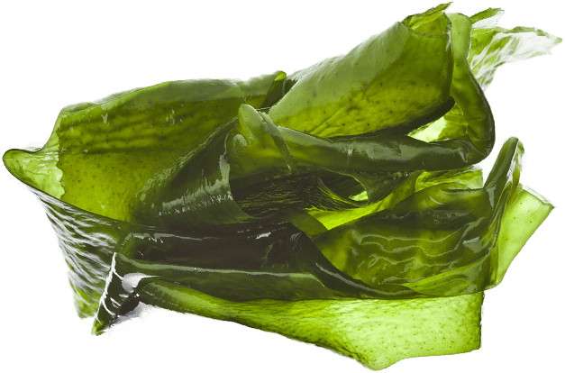 Sea Kelp Bioferment