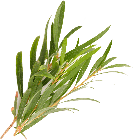 Tea Tree Oil
